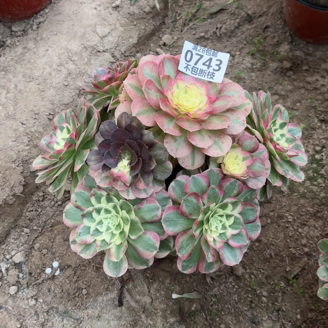 N. 743海鲜多肉，baeee