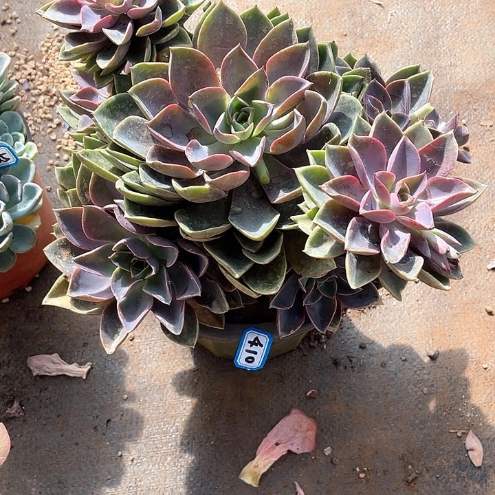 410紫气东来 一物一拍多肉