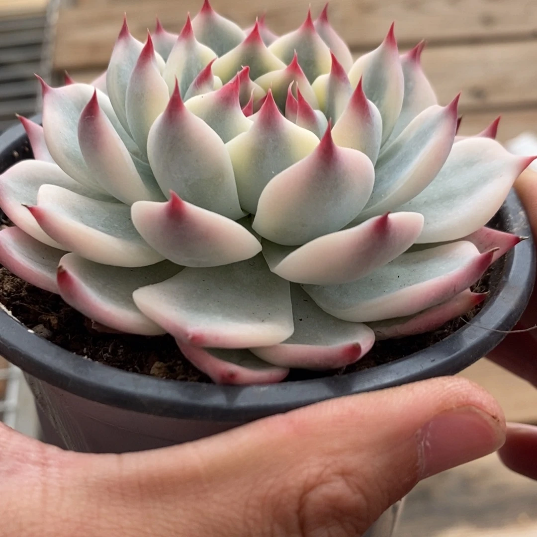 吉娃娃锦多肉植物7714