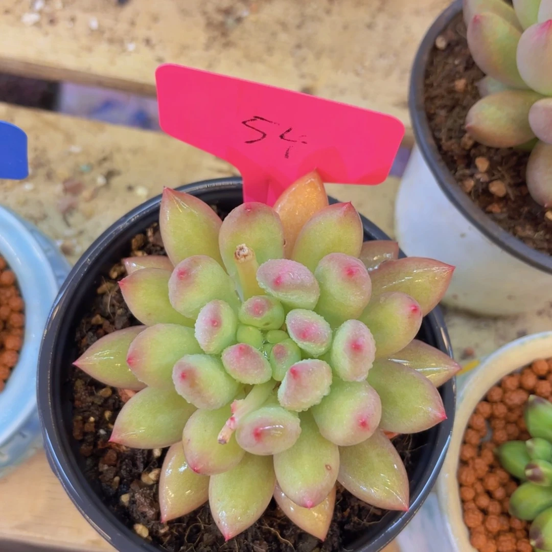 心*我的小可爱们都好可爱啊呜呜