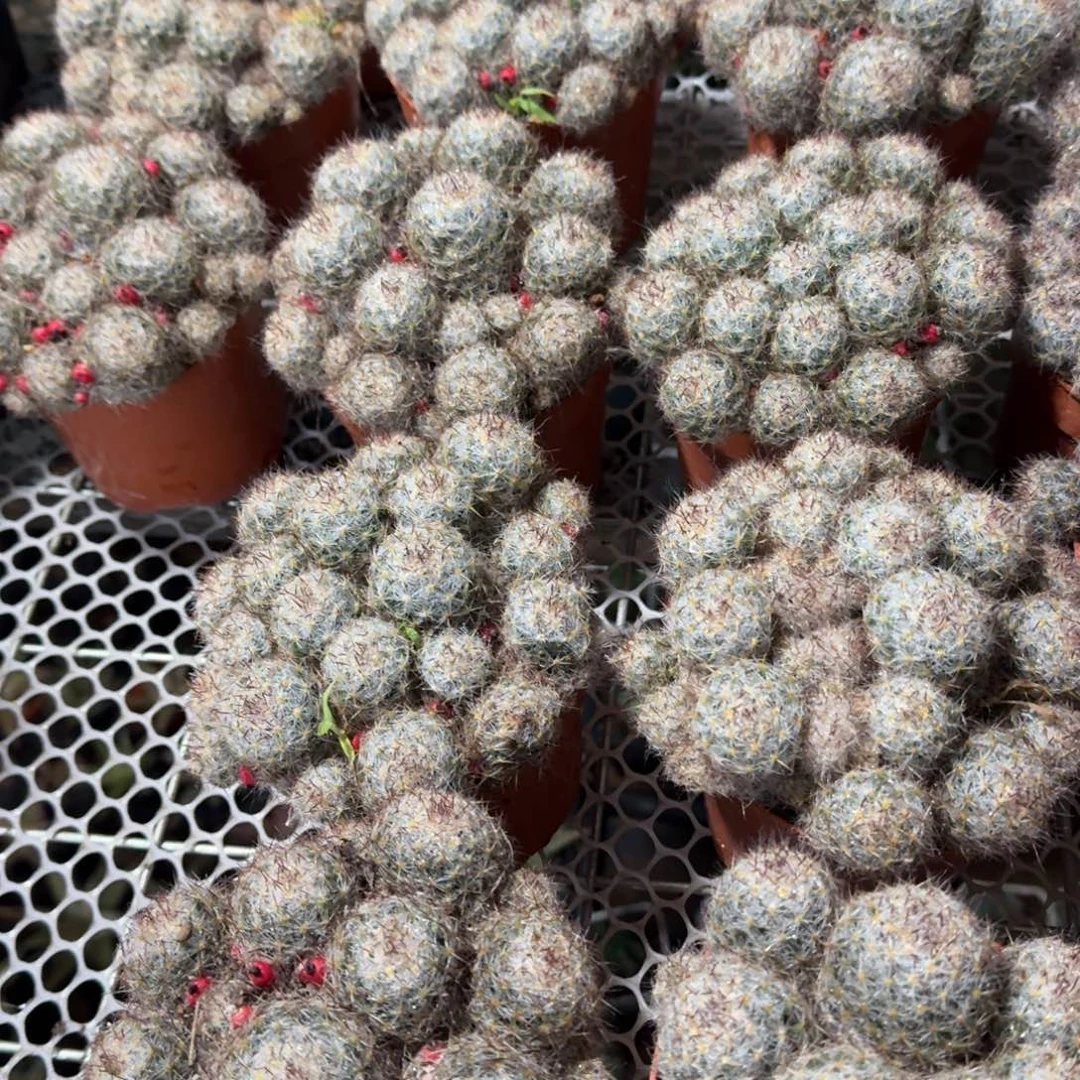 松霞 随机一棵。