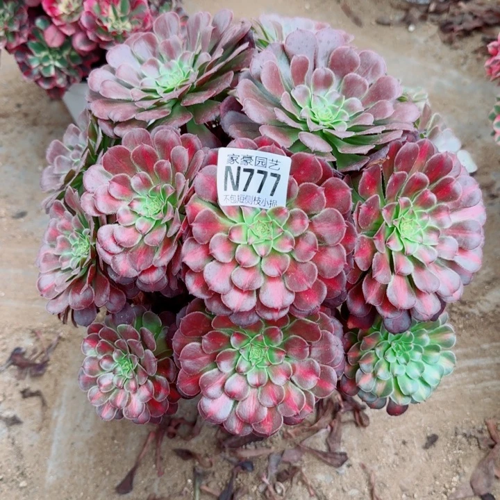 777铜壶中班官服30左右2