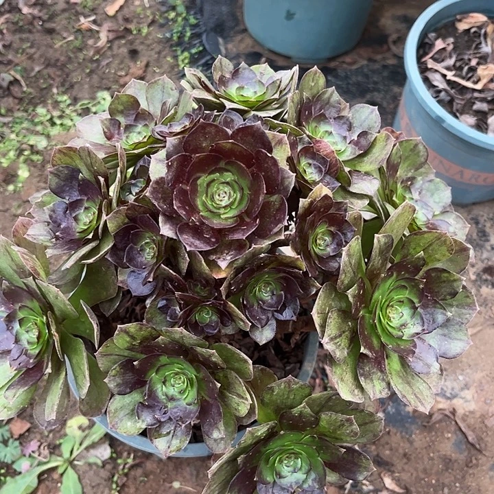 15号黑魔多肉植物