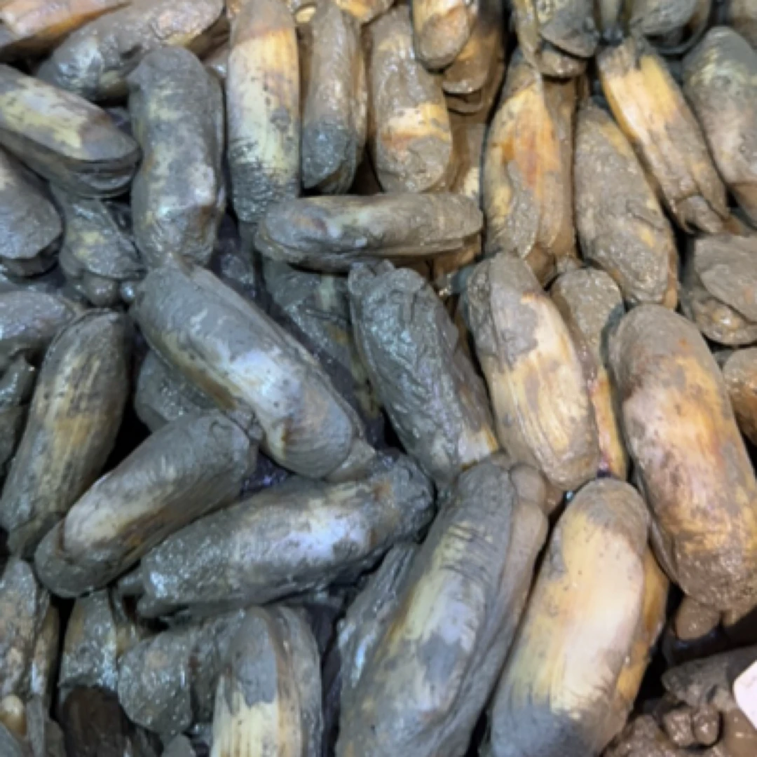 【干蛏】 上街弟推荐  新鲜肉质肥美 福州发货会破壳介意不拍