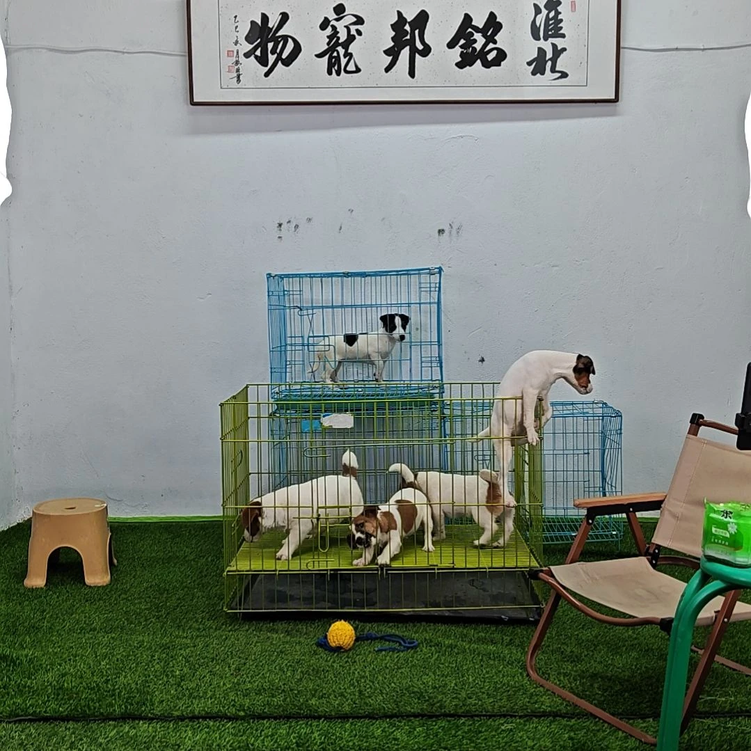 两色开脸小母一枚