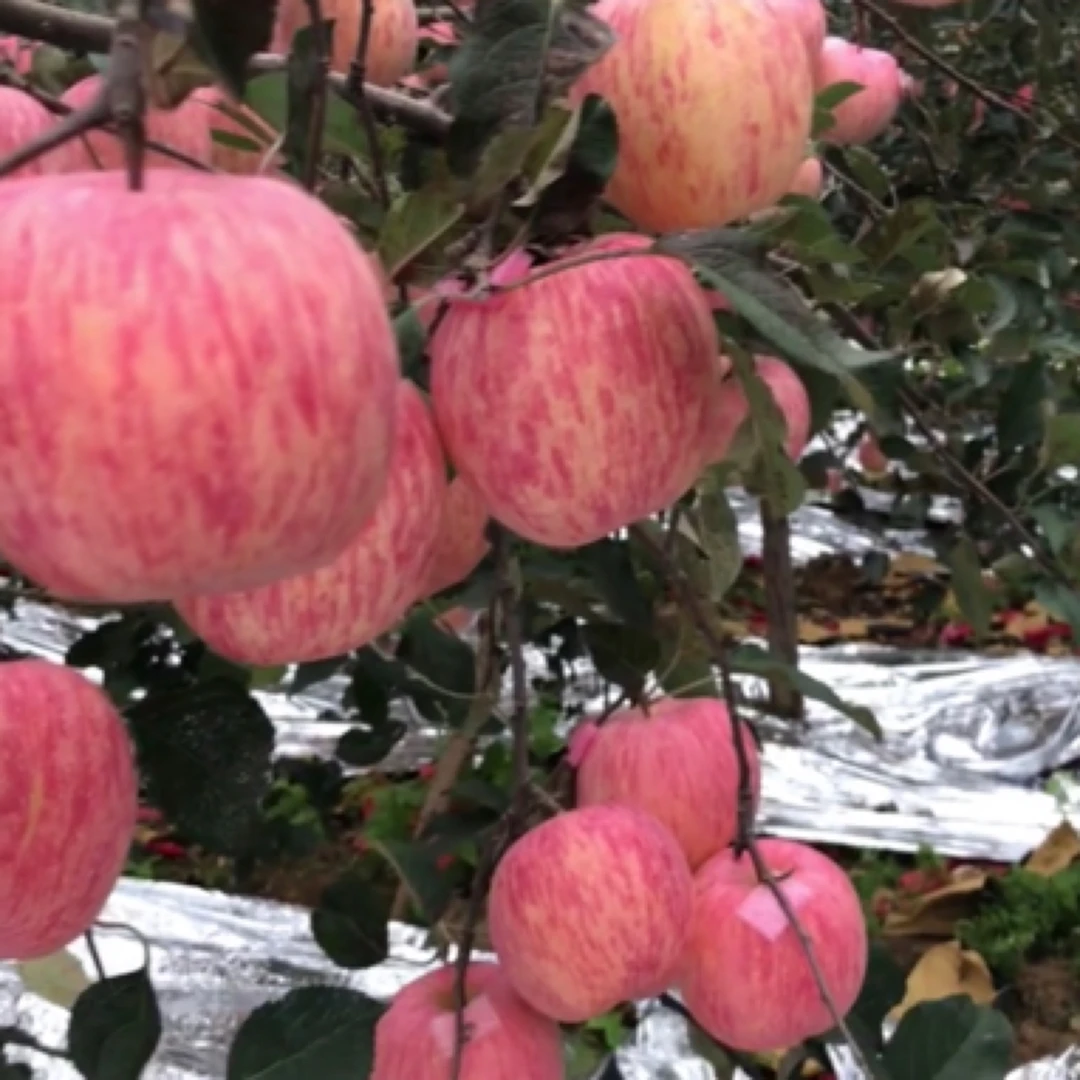 富士苹果苗条红富士众诚三号苹果苗北方种植建园佳品