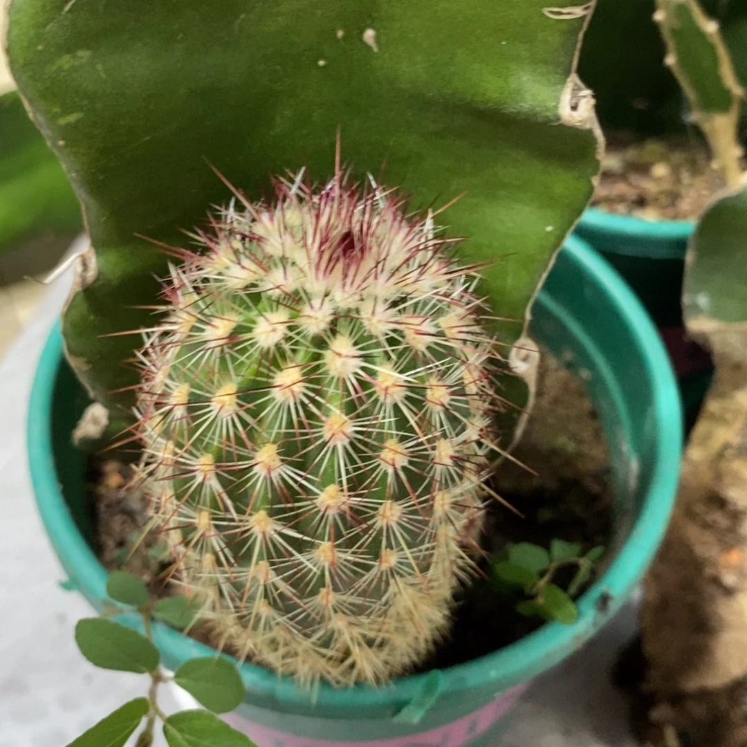 进口虾中刺御旗侧芽一个