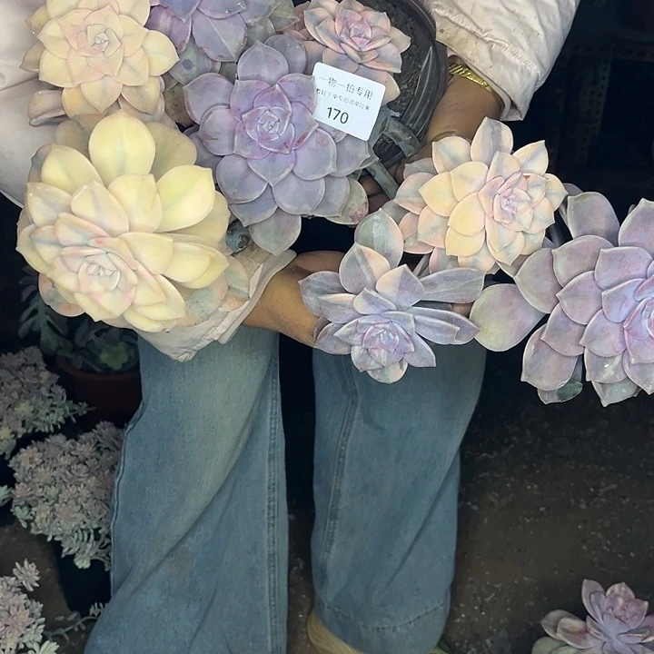 紫乐锦大群一物一拍