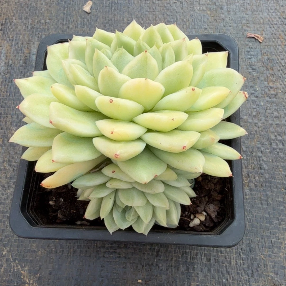 麦秆锦锦上园艺一物一拍