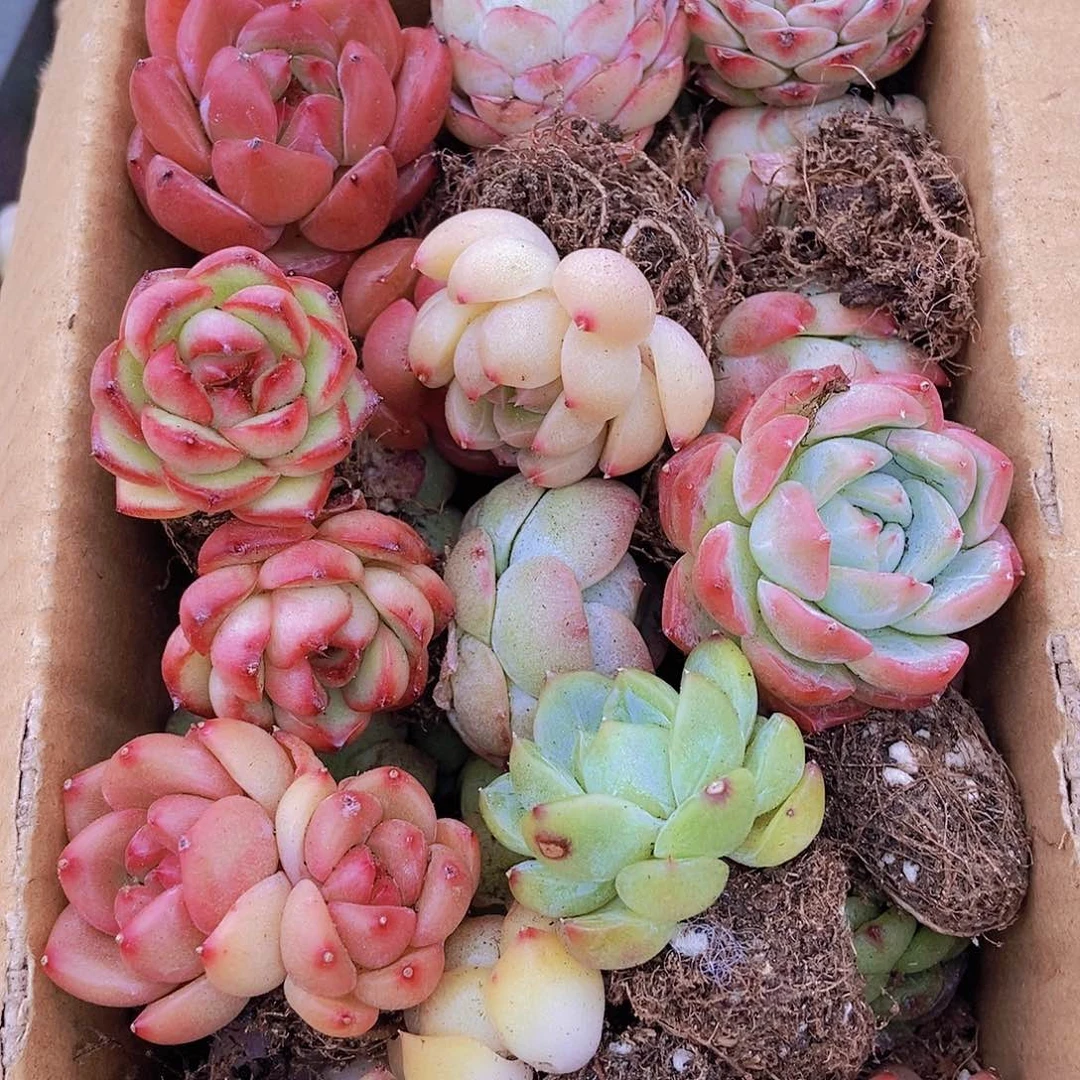 0000000000001量拍保底20颗