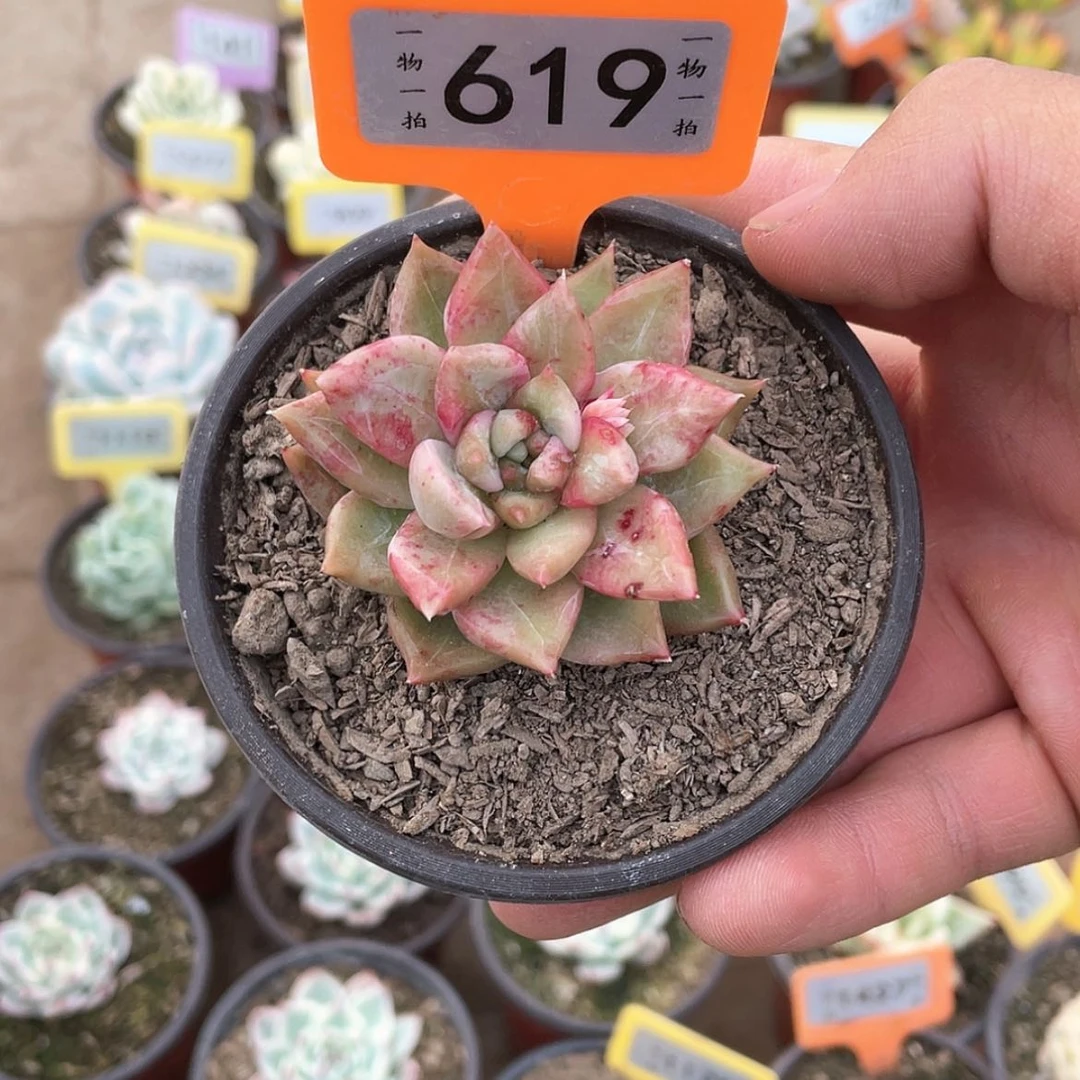 【闪购商品】迷****?619号