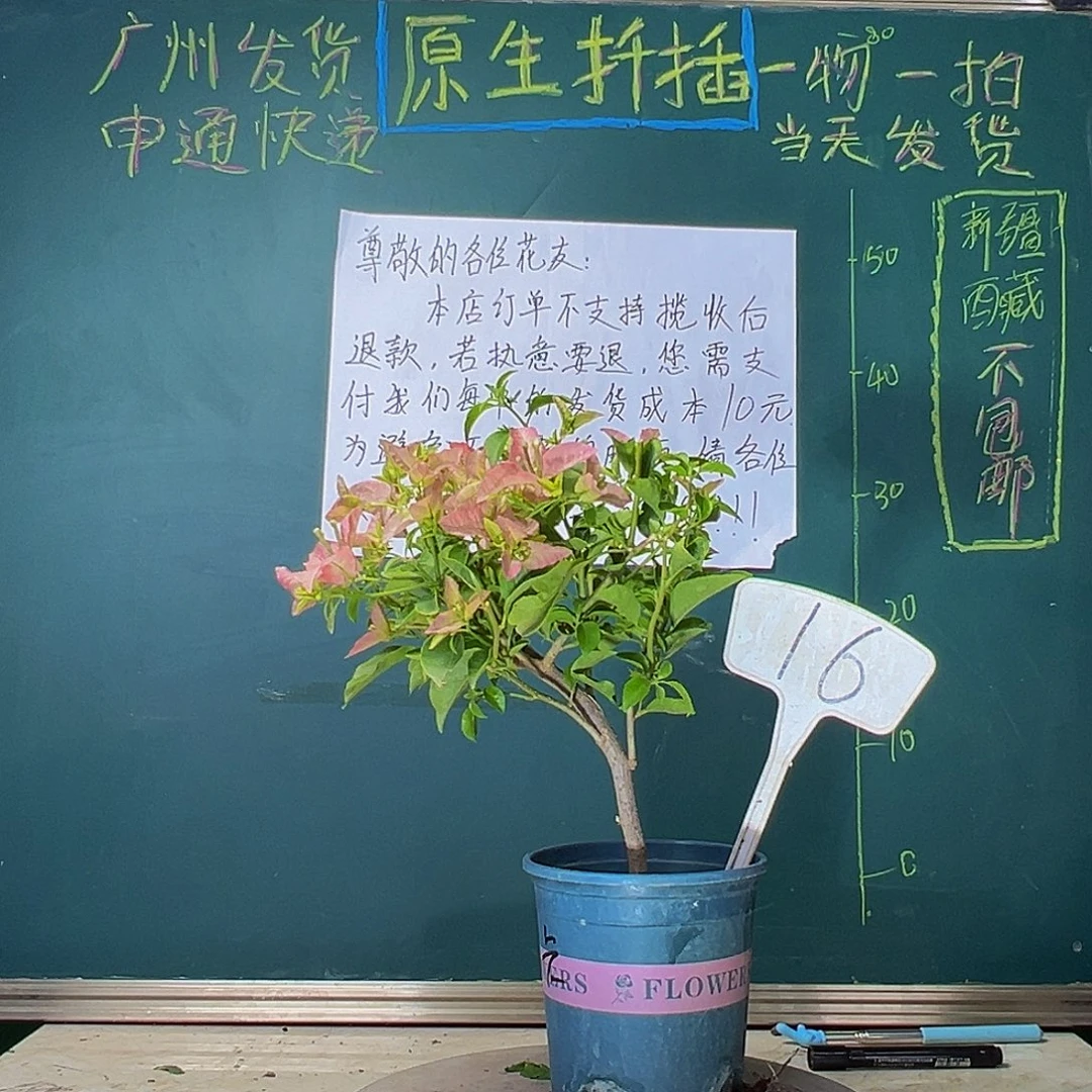 当前无花栽培后可以开花卡亚塔16