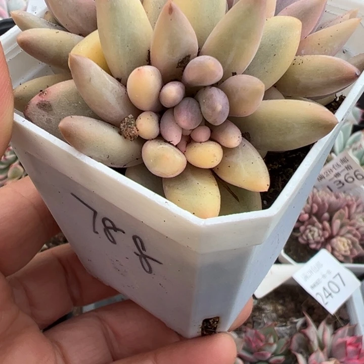 红蜻蜓锦多肉植物2449