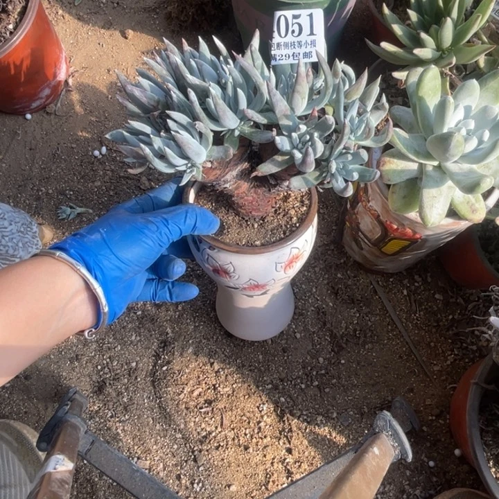 51号海瑟杂拇指多肉