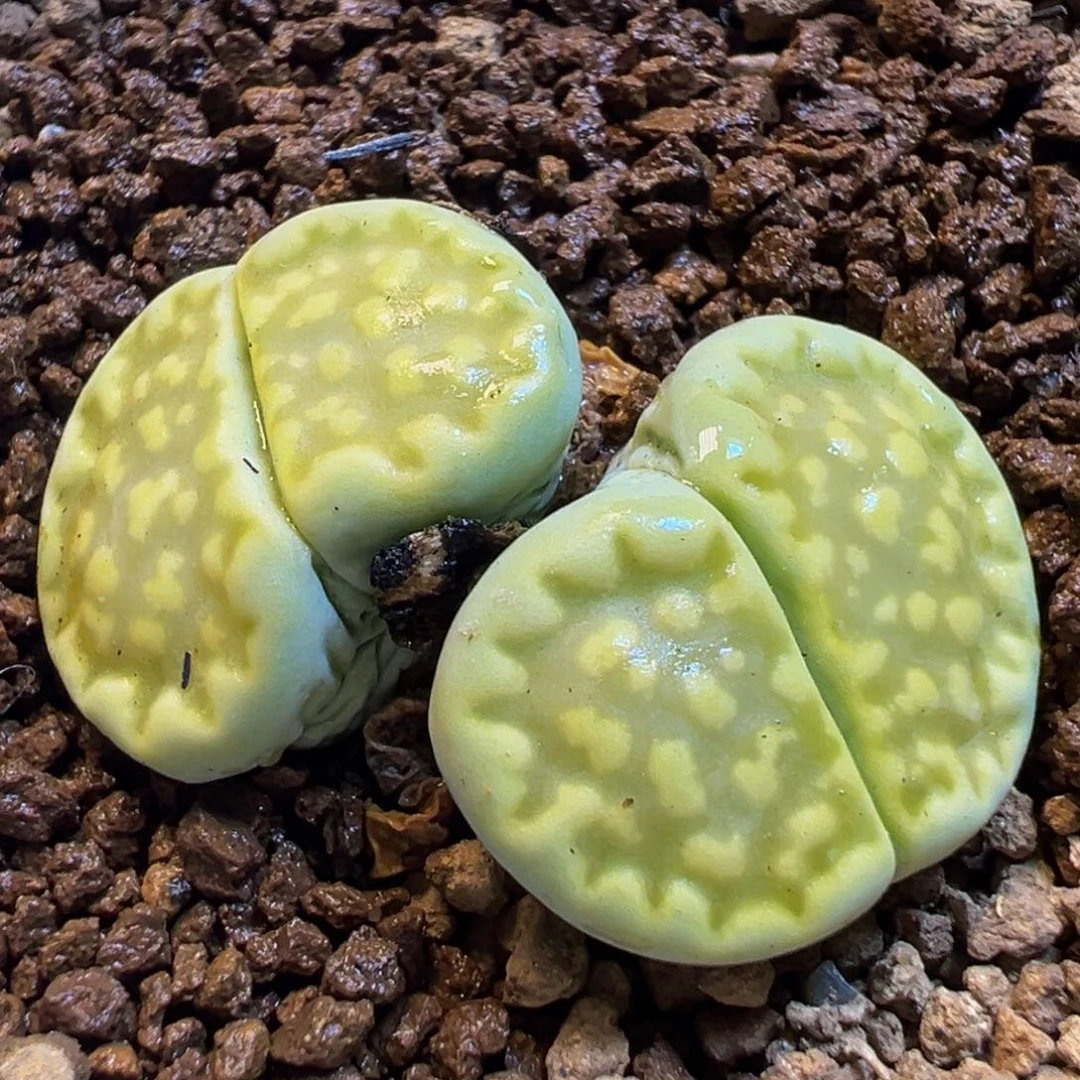 162多肉植物百科植物