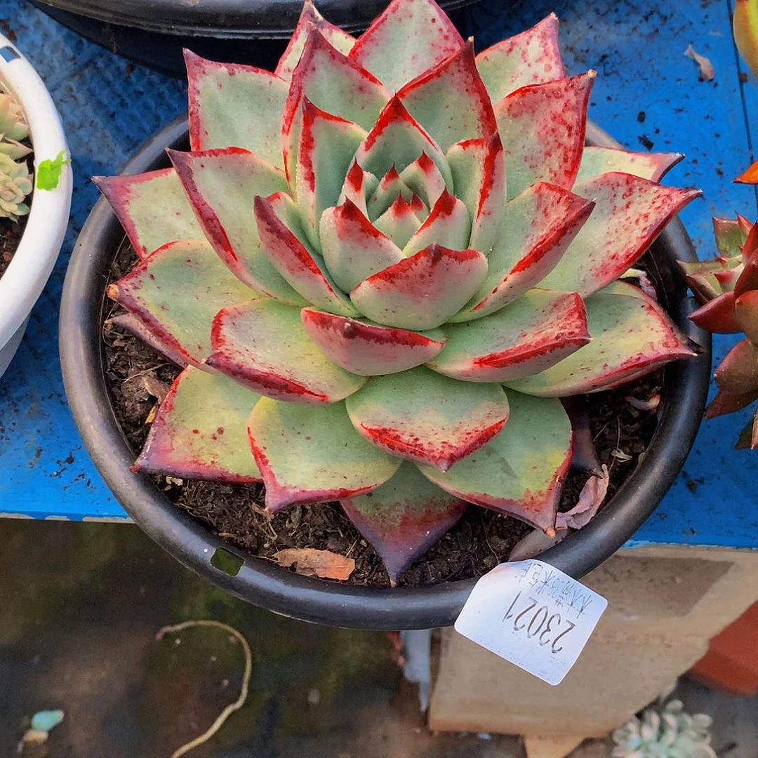 糖***肉    乌木多肉23021