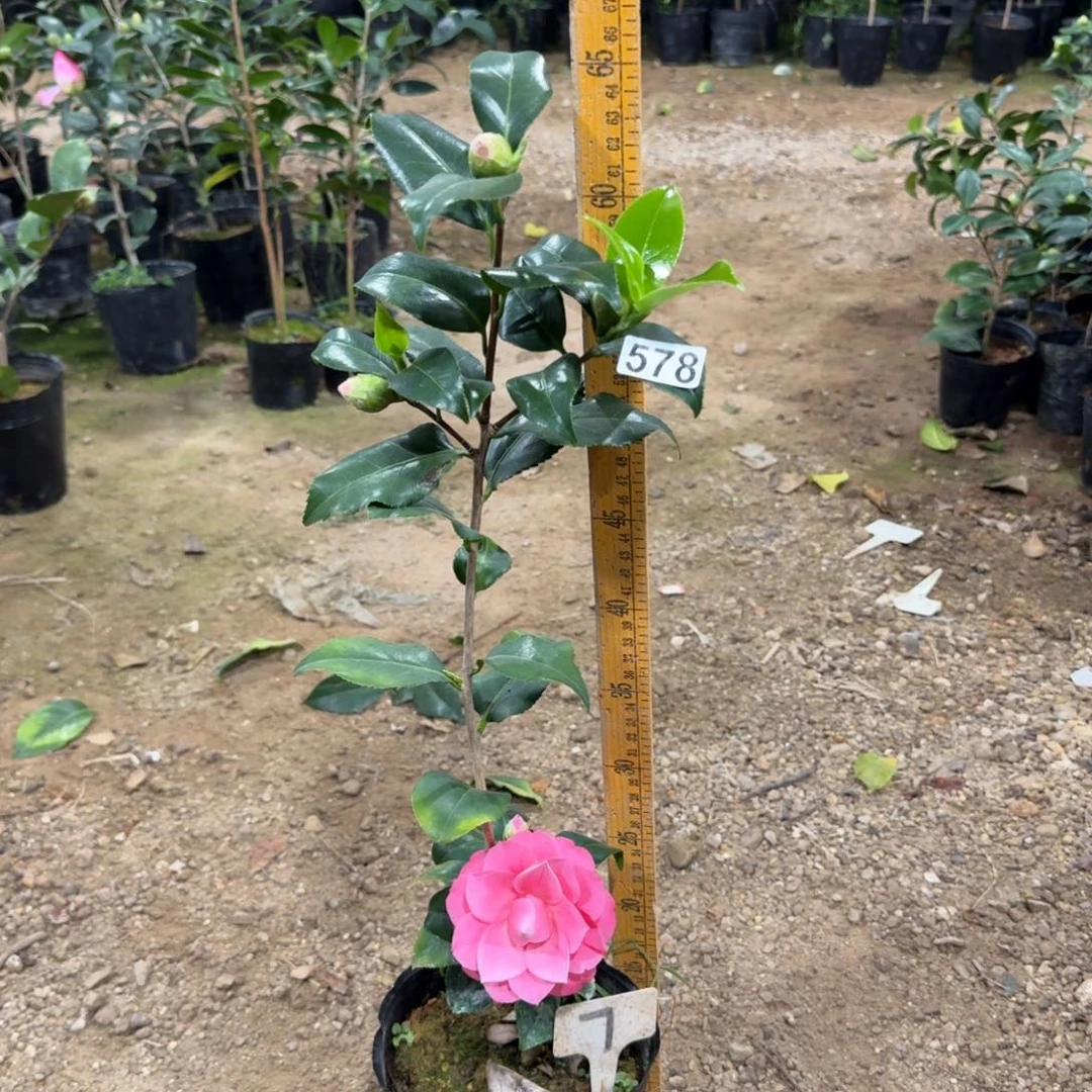 少量花朵（建议范围：2朵-5朵 或40%以下）578津川娇