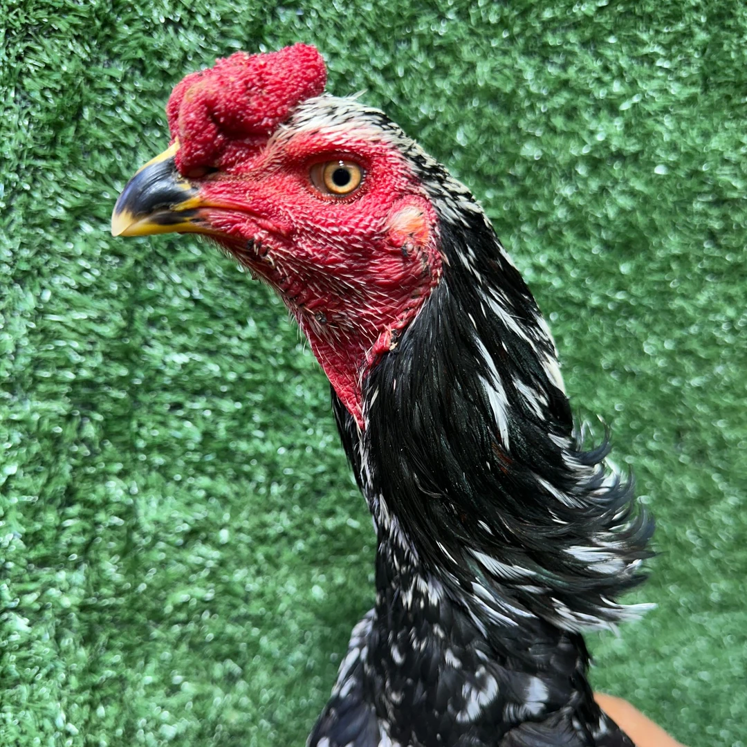 自家养殖散养（花平头）斗鸡