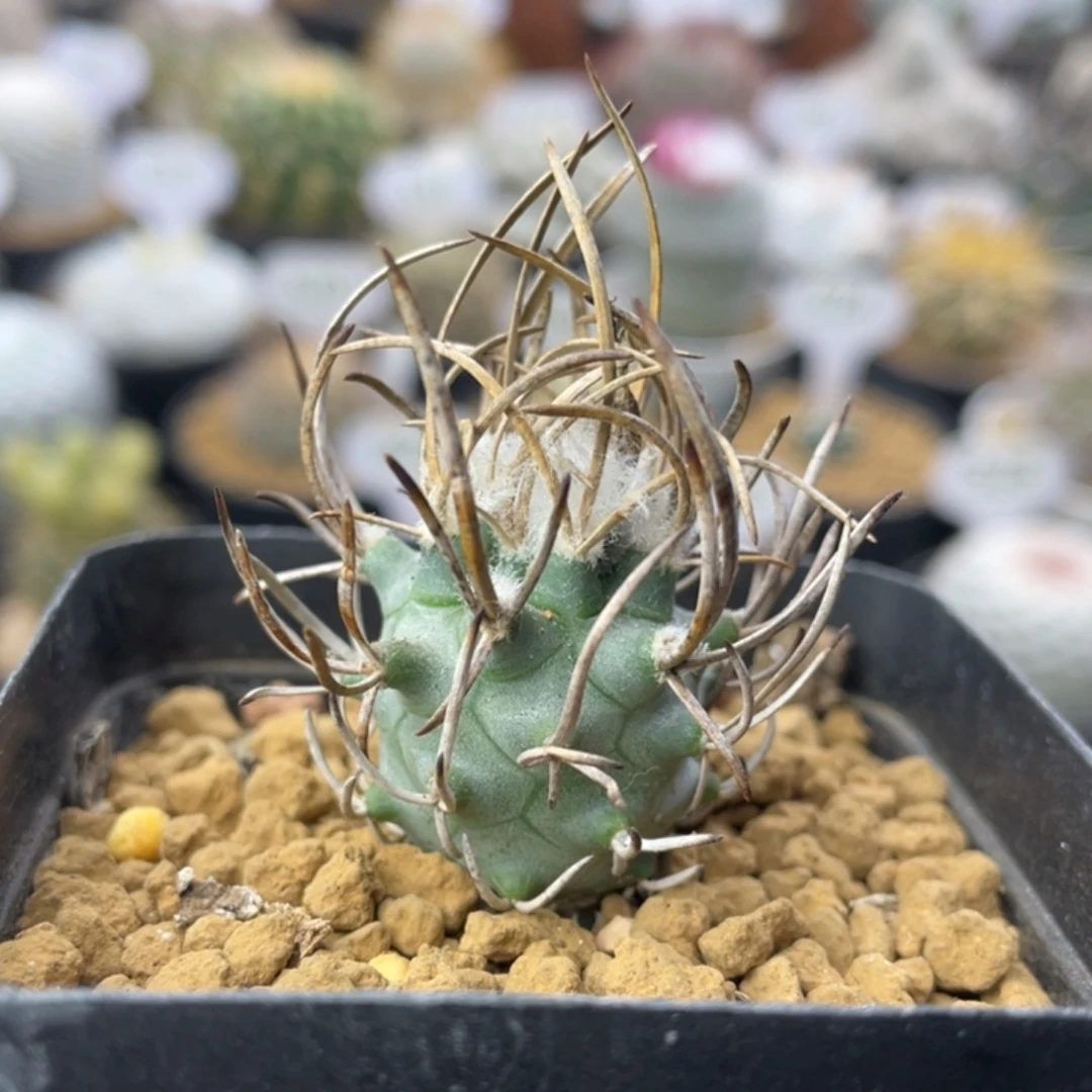 黄龙丸        实生根