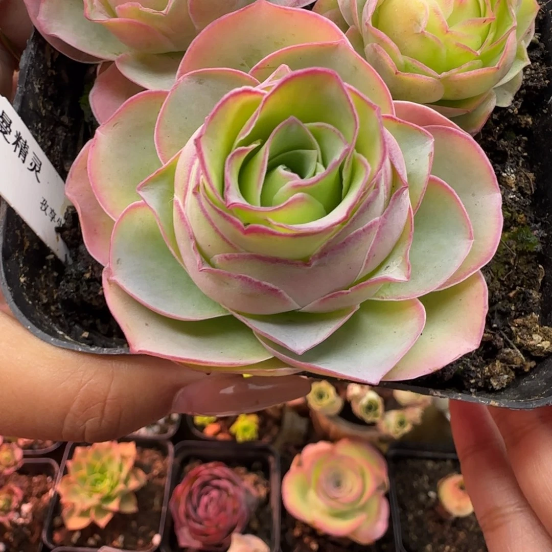 小***HL557半城玫瑰日耳曼单颗