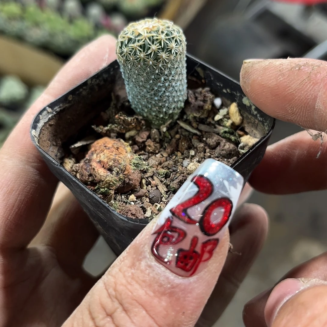 太刀兰单头发货有根