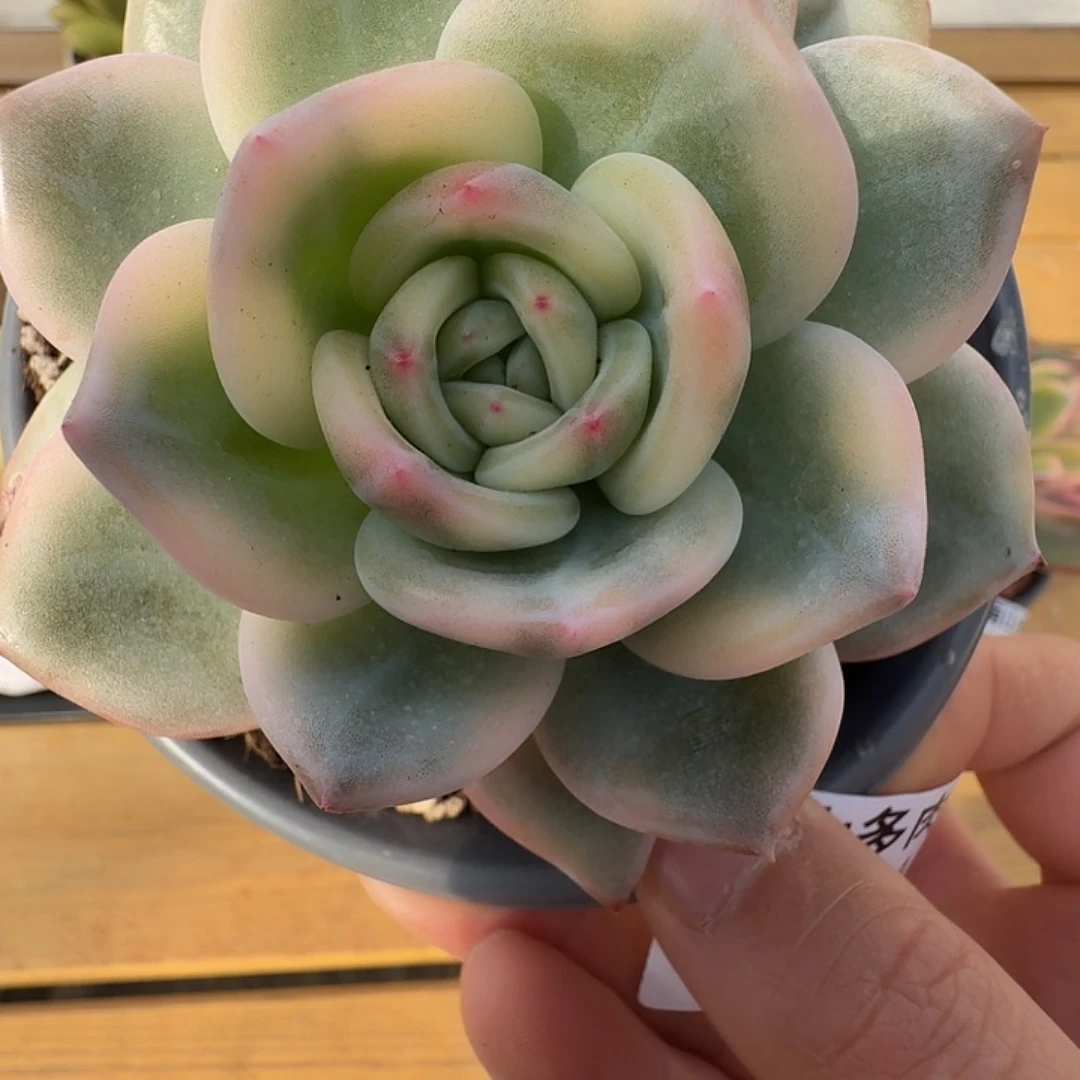 伊丽莎白锦111124-122