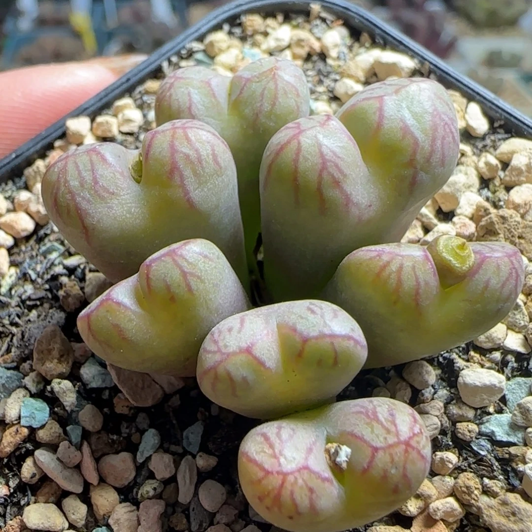 多肉植物送奶杂母本一颗39号