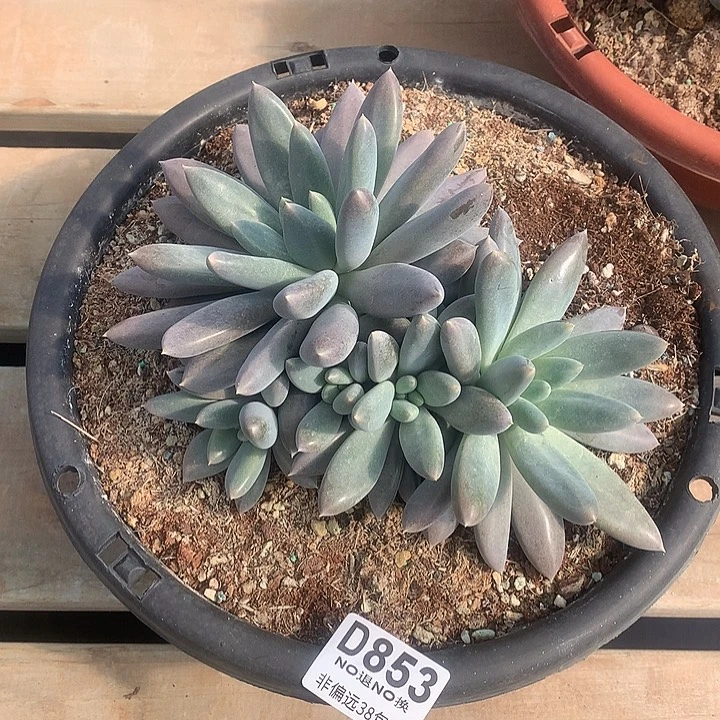 黄胖体哥特大群 853 亏本处理 7-8天左右发货 玻璃心勿扰