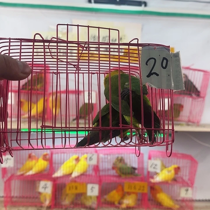 军***烁虎皮鹦鹉一物一拍