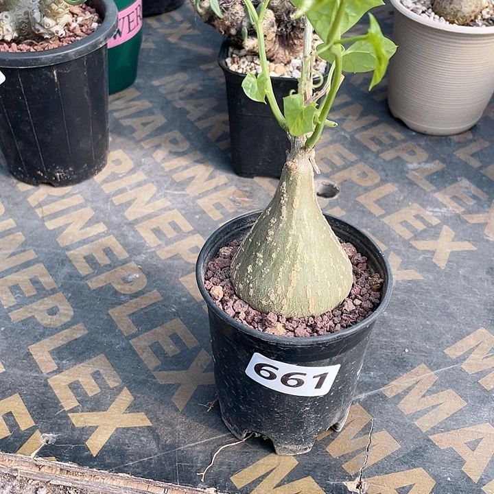 661银叶睡布袋块根