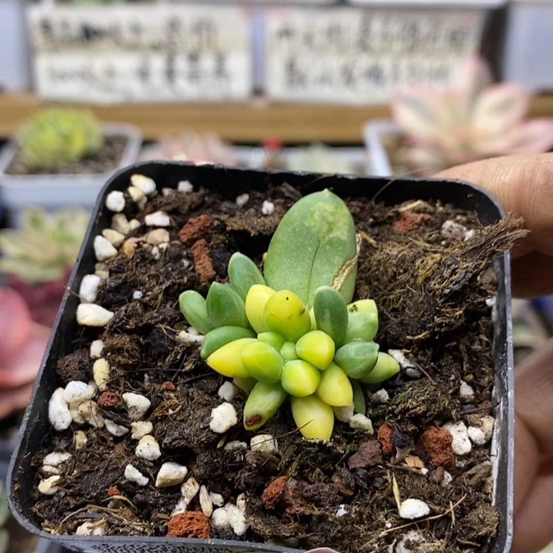 04234 千代田之松锦
