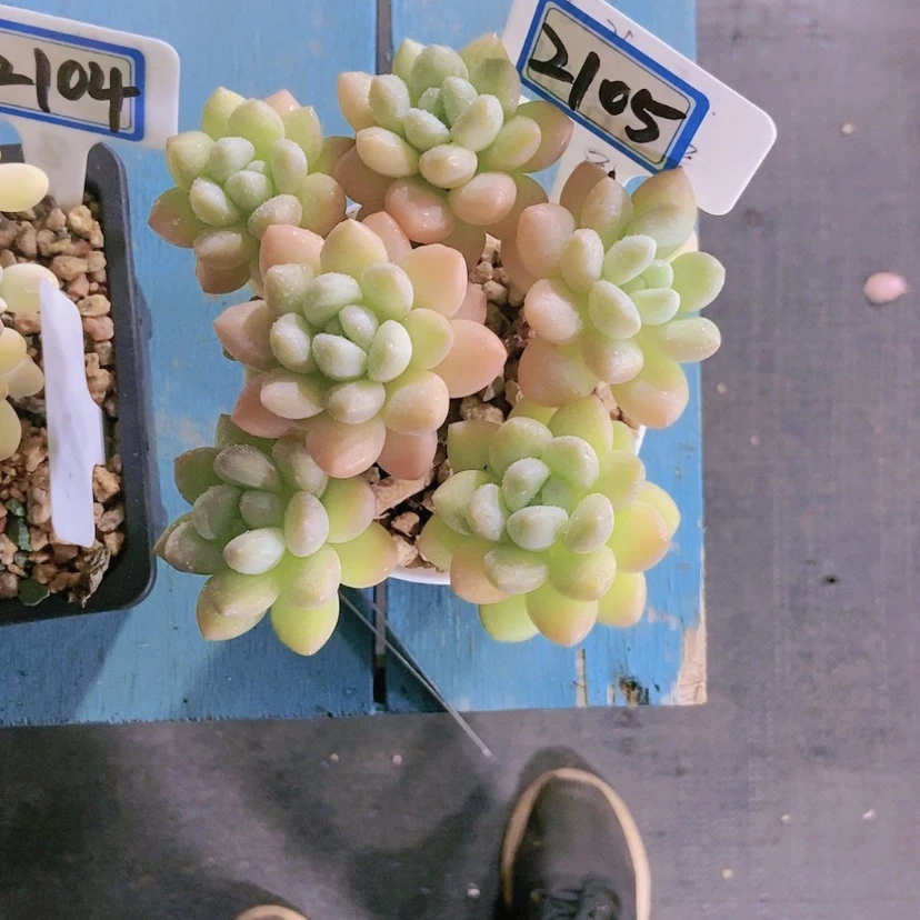 【闪购商品】此****声2105