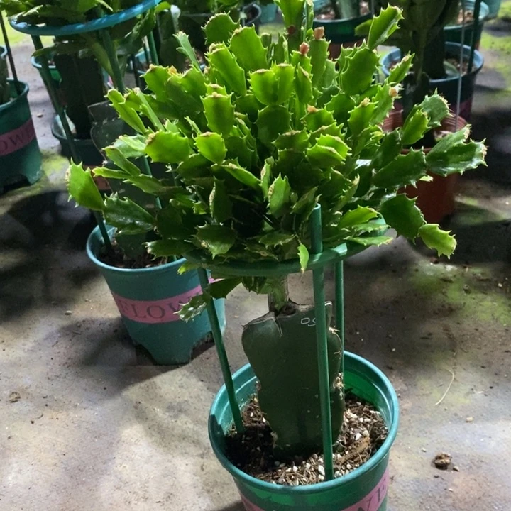 当前无花栽培后可以开花王****Q870嫁接050