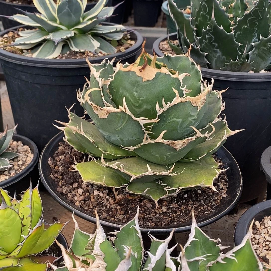 多肉植物龙蛇兰植物