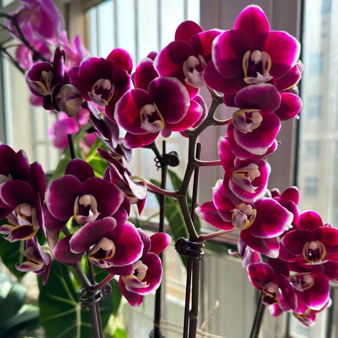 【李先生】（巧克力）蝴蝶兰单花剑带花带花苞