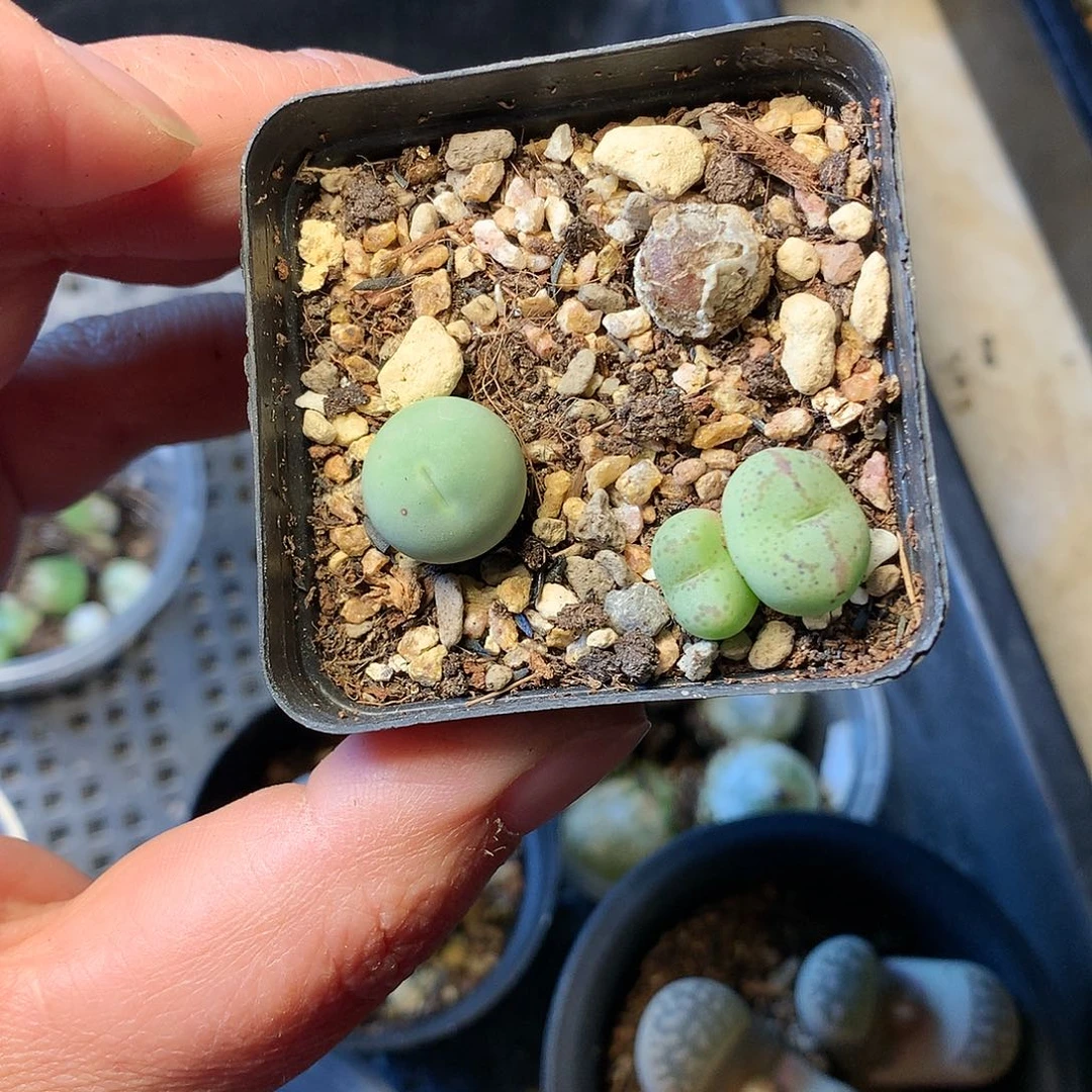 T130多肉植物保护