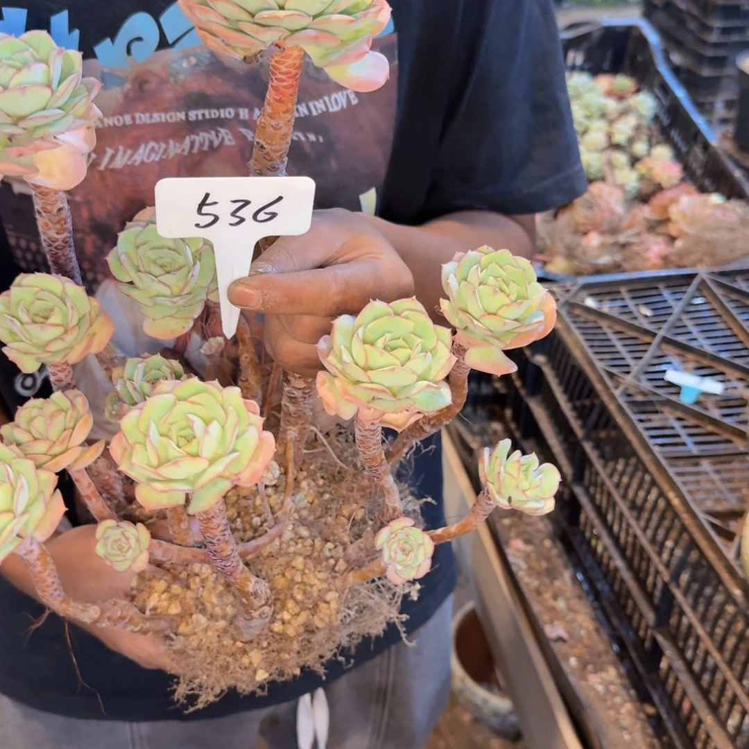 多肉植物的生长发育和生长