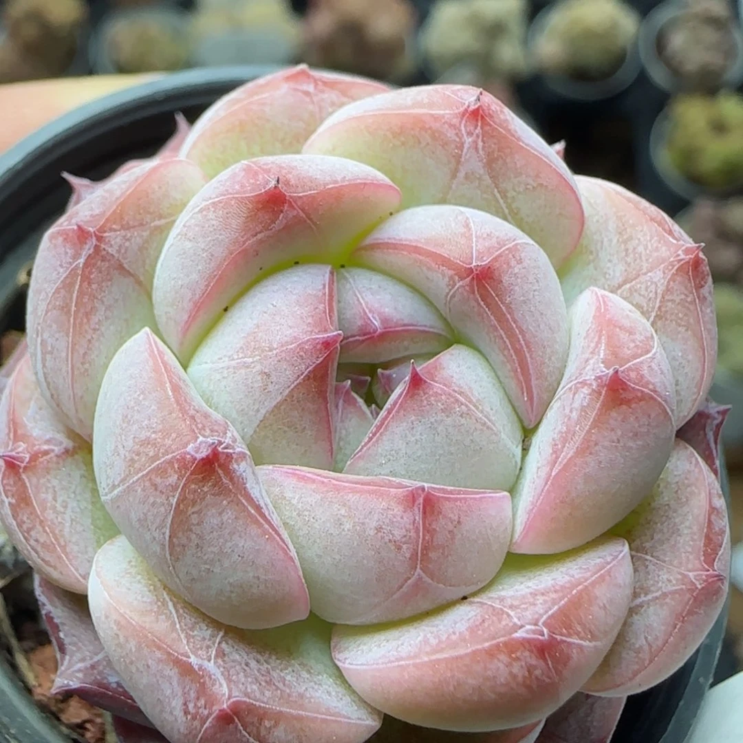 花语逸镜0226-450糖心