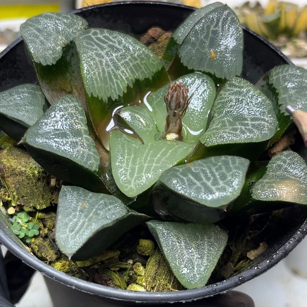 十二卷多肉植物2101巨人兵