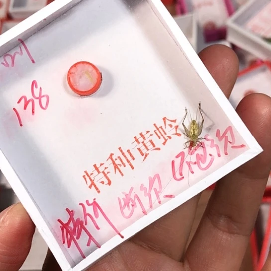 周***王蟋蟀3333333333333333333