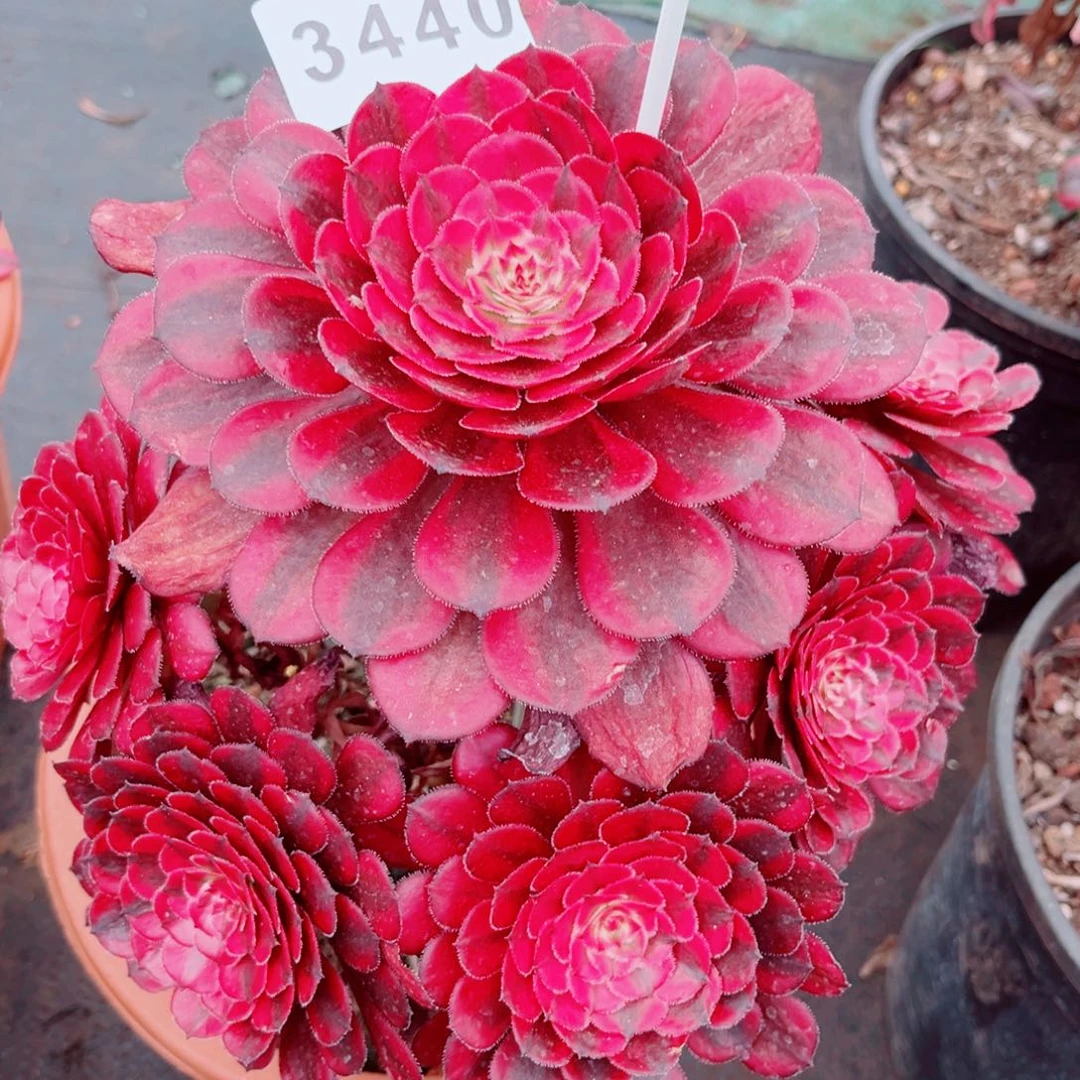 白月光多肉发货发货