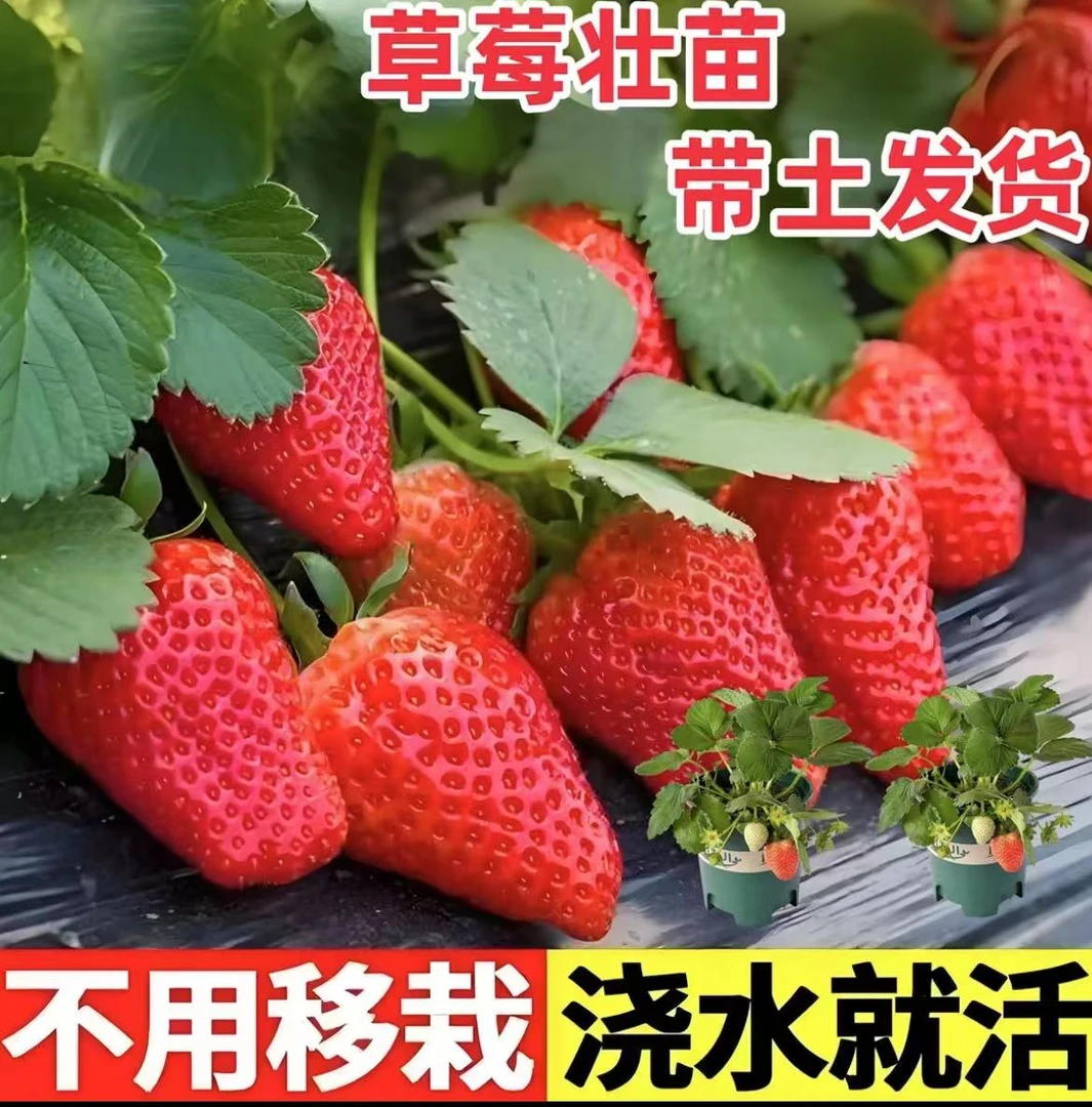 【带果】奶油草莓盆裁红颜草莓带花带果带盆带土原盆原土盆栽草莓苗