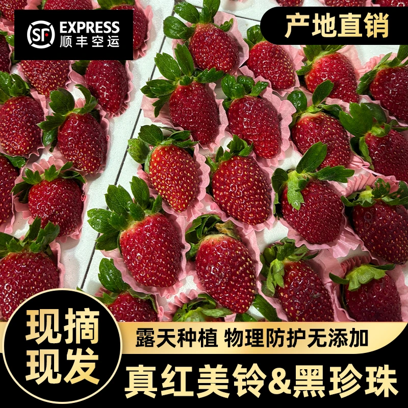 【黑珍珠】云南露天草莓顺丰空运包邮（零度以下地区冻伤不包赔）