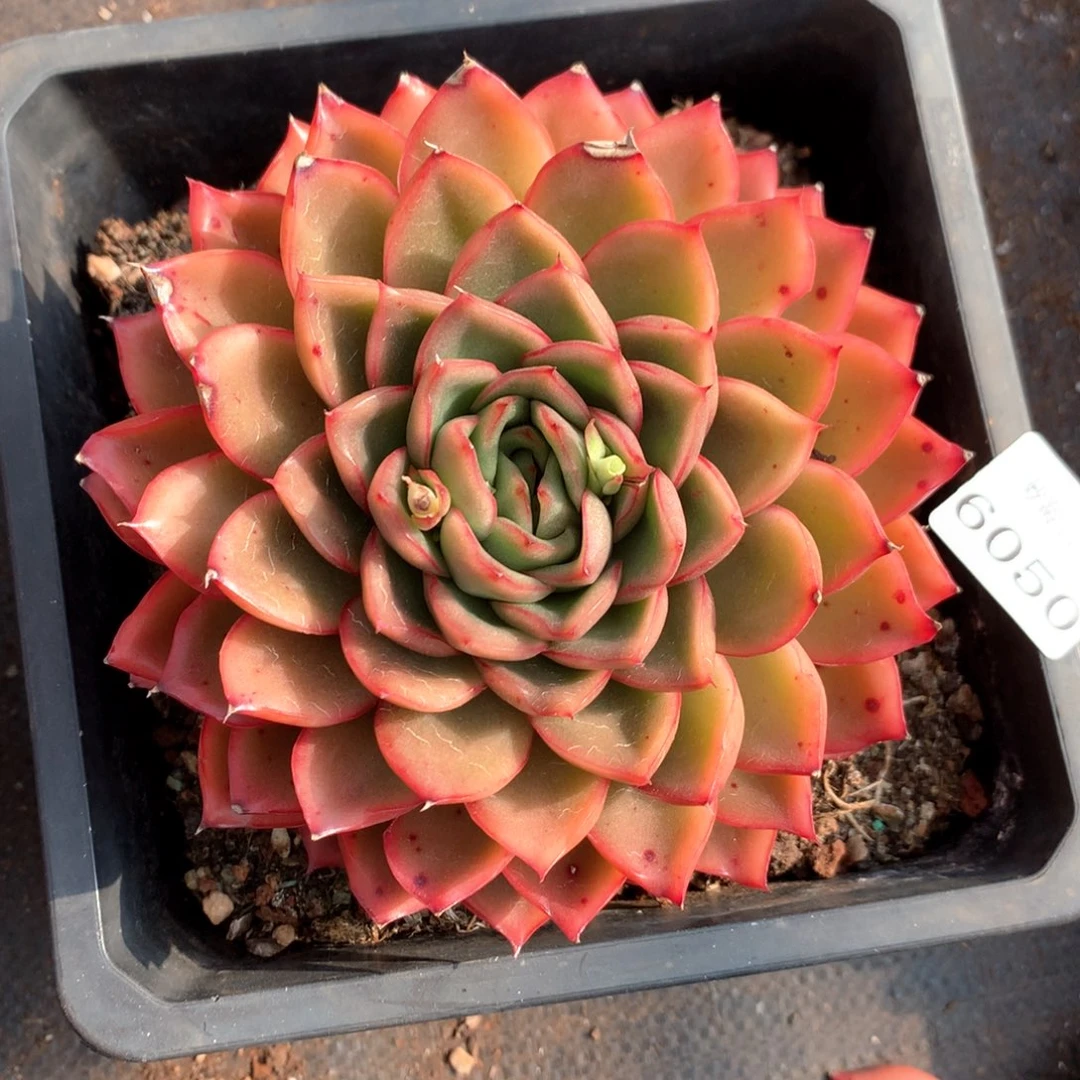 6050杂交多肉植物基地