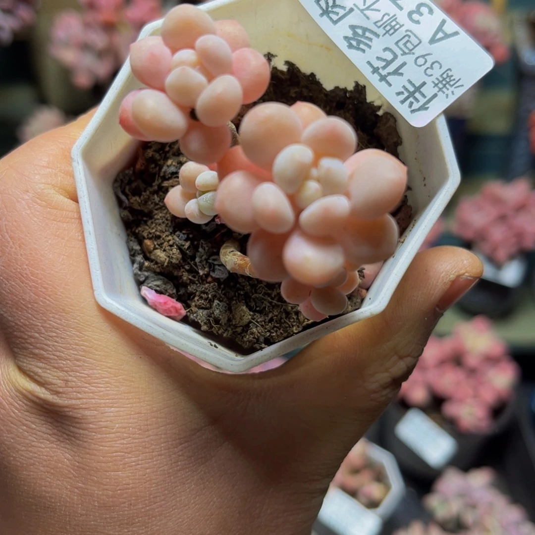 378鱼子酱4厘米多肉