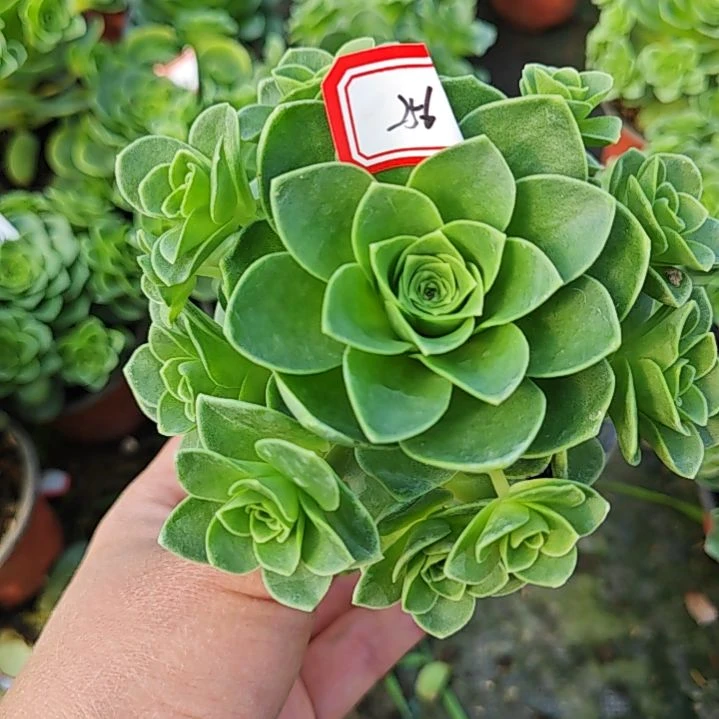 山地玫瑰多肉 256