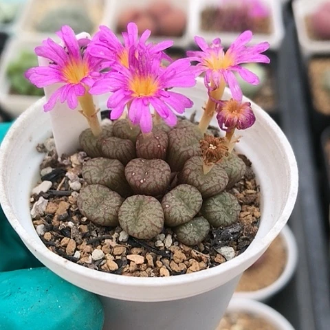 多肉肉锥 15头 流水铜壶