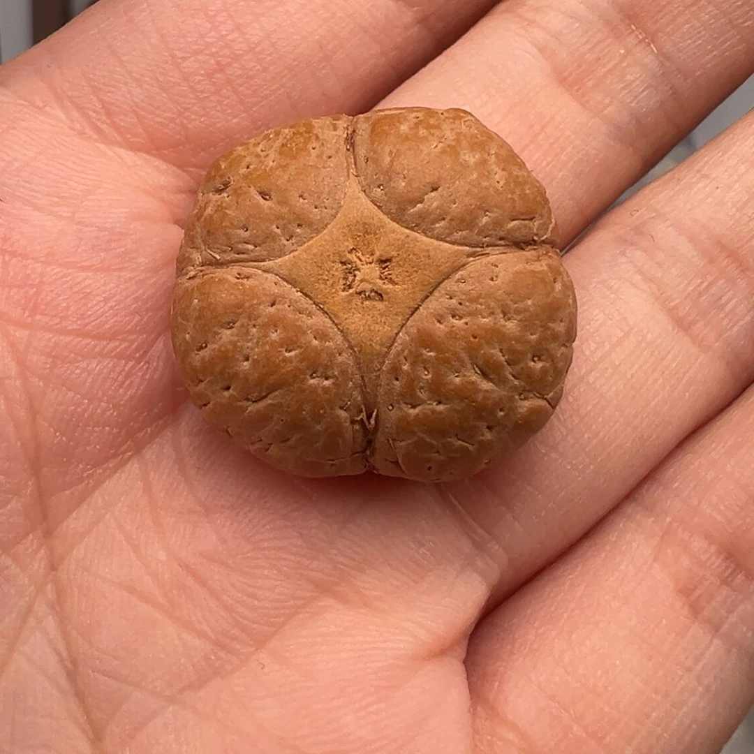 凤眼菩提吊坠*️*麒麟24➕