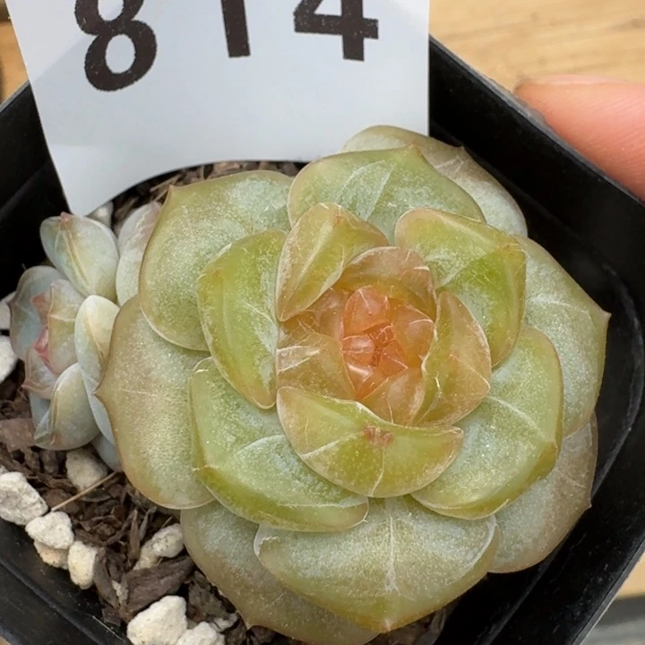 发***橙宫花            多肉植物