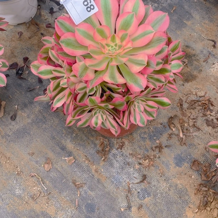 多肉粉女巫法师168